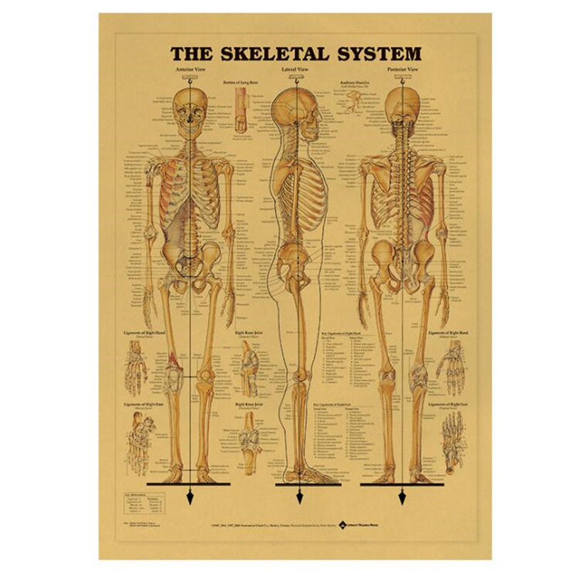 Home Decor Indonesia - Vintage Il sistema scheletrico Poster medico