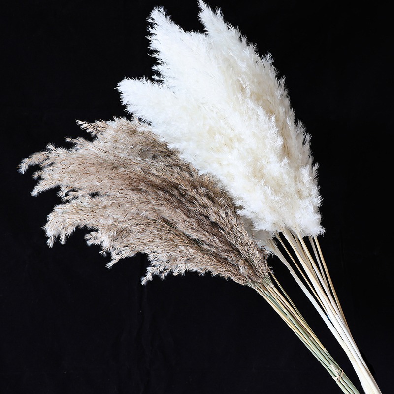 10 Pezzi di Erba della Pampa N - Pampas Grass Decor recensione e prezzo